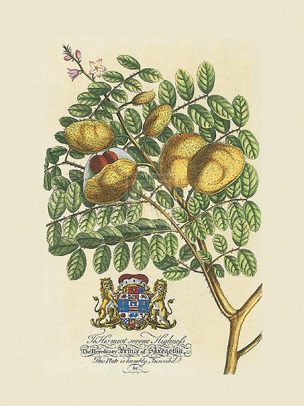 Georg Ehret Hand Numbered Limited Edition Print on Paper :"The Prince Saxegotha Botanical"
