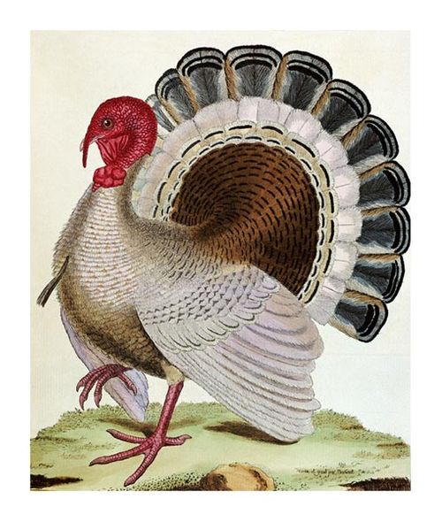 George Louis Leclerc Buffon Fine Art Open Edition Gicl&eacute;e:"Turkey"