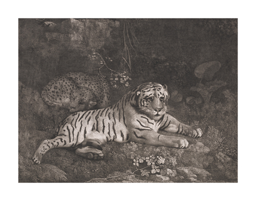 George Stubbs Hand Numbered Limited Edition Print on Paper :"A Tiger and a Sleeping Leopard"