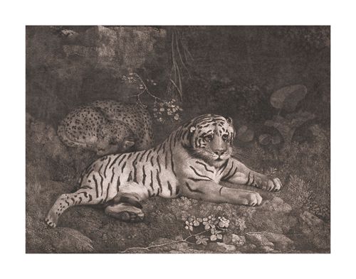 George Stubbs Hand Numbered Limited Edition Print on Paper :"A Tiger and a Sleeping Leopard"