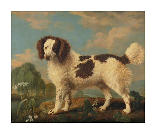 George Stubbs Hand Numbered Limited Edition Print on Paper :"Brown and White Norfolk Spaniel"