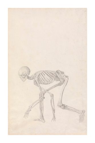George Stubbs Hand Numbered Limited Edition Print on Paper :"Human Skeleton, Lateral View (In Crouching Position)"