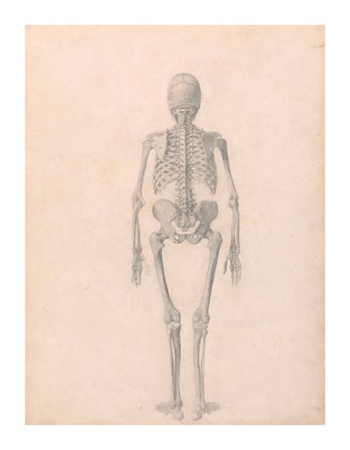 George Stubbs Hand Numbered Limited Edition Print on Paper :"Human Skeleton, Posterior View"