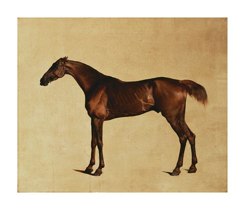 George Stubbs Hand Numbered Limited Edition Print on Paper :"Pangloss"