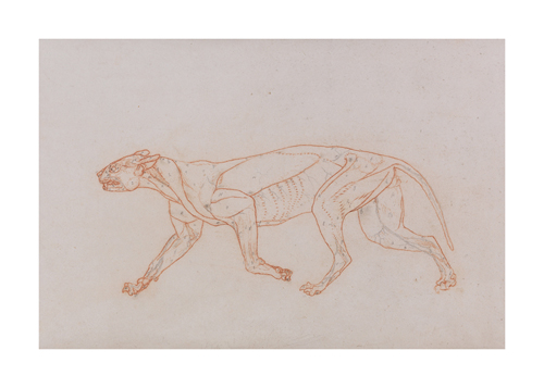 George Stubbs Hand Numbered Limited Edition Print on Paper :"Tiger Body, Lateral View"