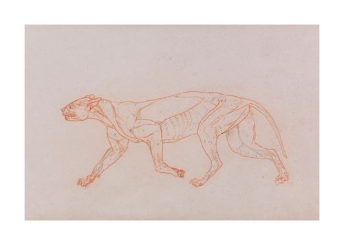 George Stubbs Hand Numbered Limited Edition Print on Paper :"Tiger Body, Lateral View"