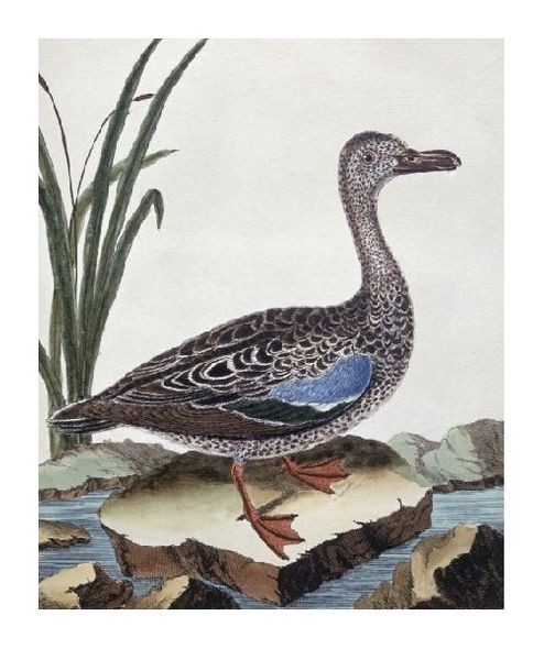 Georges-Louis LeClerc Buffon Fine Art Open Edition Gicl&eacute;e:"Sarcelle (Duck) de Cayenne"