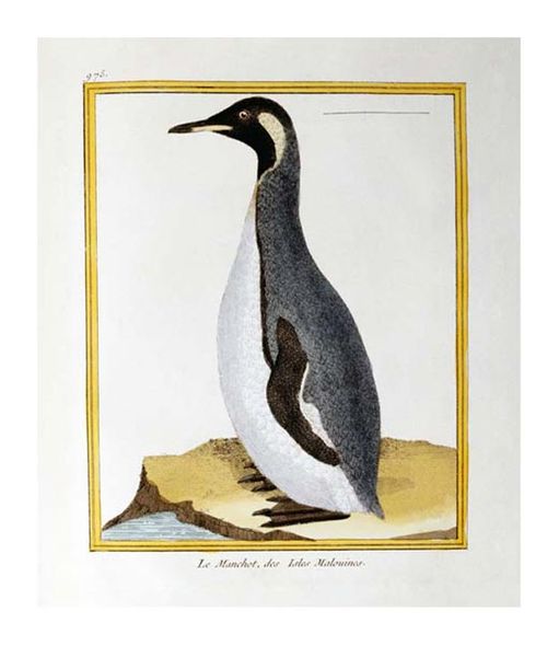 Georges Louis Marie Leclerk Buffon Fine Art Open Edition Giclée:"A Penguin, Falkland Islands"