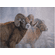 Grant Hacking Master Artisan Hand Embellished Canvas Giclee:"Bighorns in the Mist"