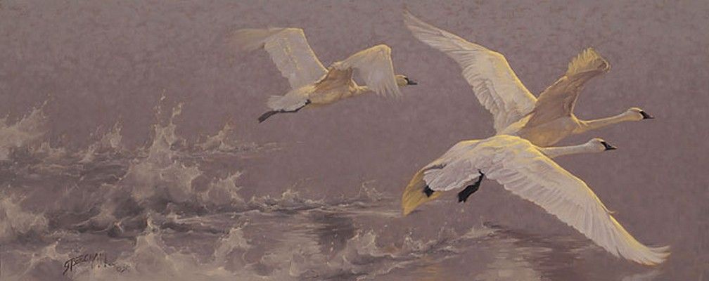 Greg Beecham Artist Hand Signed Limited Edition Canvas Giclee: "Lift - Swans"
