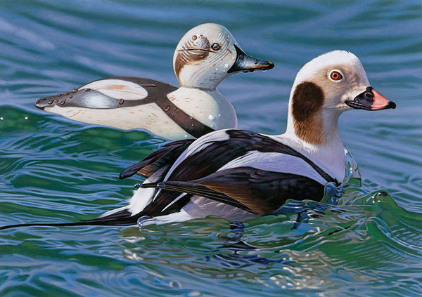 Joshua Spies 2010 Federal Duck Stamp Canvas Print w/Stamp Set: "Long-tail Duck with Decoy"