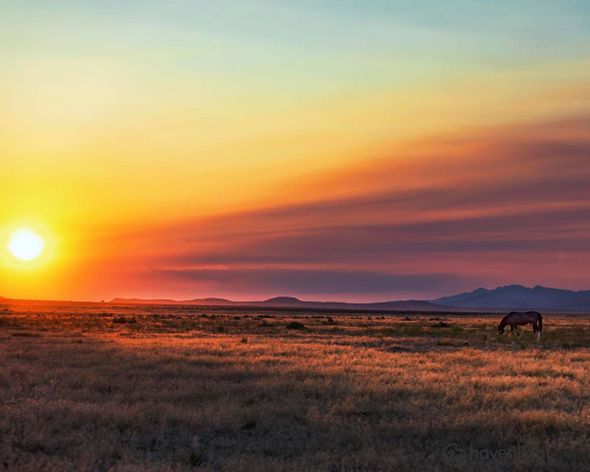 Greg Sargent Fine Art Canvas Giclee: "Alone At Last"