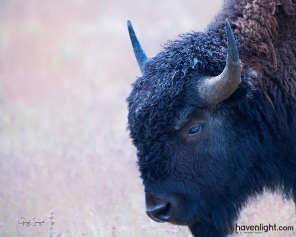 Greg Sargent Fine Art Canvas Giclee: "Coming Of Age"