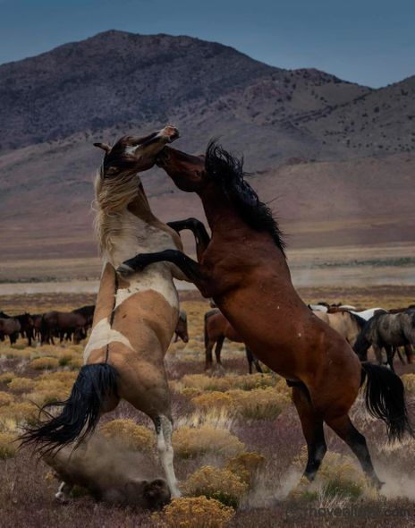 Greg Sargent Fine Art Canvas Giclee: "Desert Duel 1"