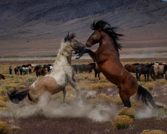 Greg Sargent Fine Art Canvas Giclee: "Desert Duel 5"