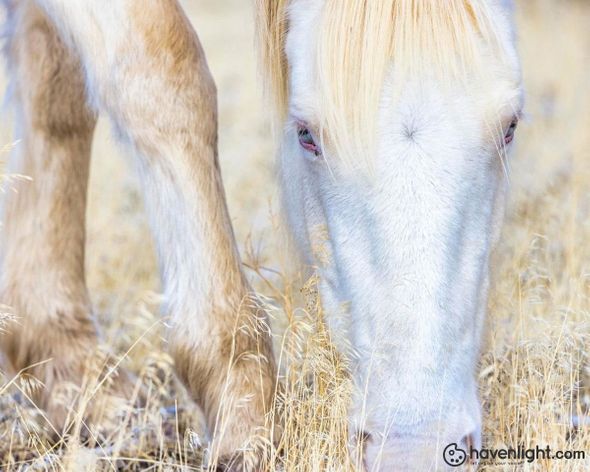 Greg Sargent Fine Art Canvas Giclee: "Dry Grass"