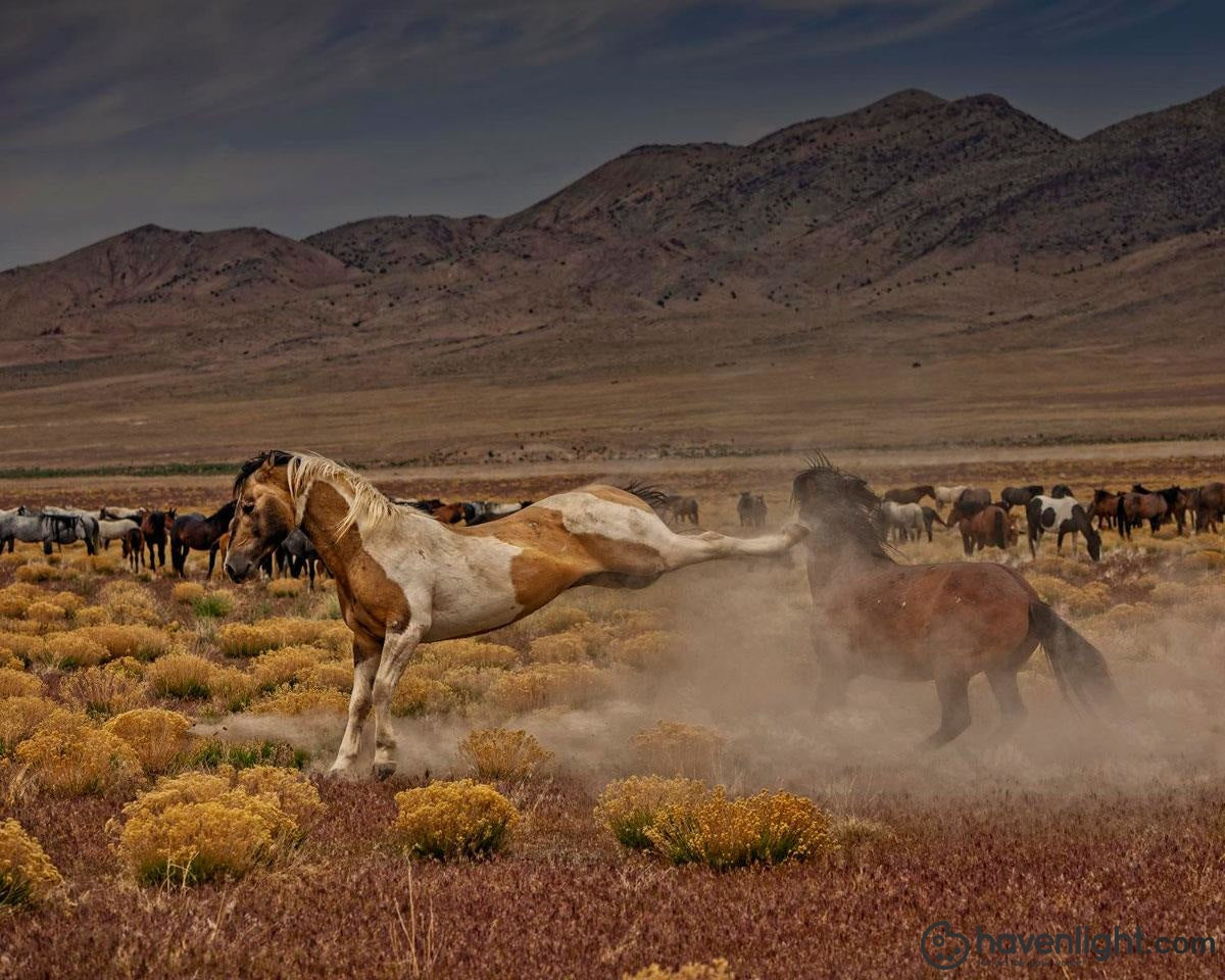 Greg Sargent Fine Art Canvas Giclee: "Rebound"