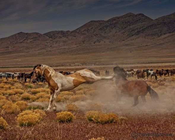 Greg Sargent Fine Art Canvas Giclee: "Rebound"