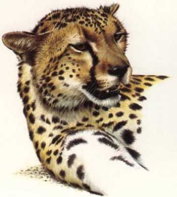 GUY COHELEACH 16X20 Secondary Market Art: "CHEETAH HEAD IO"
