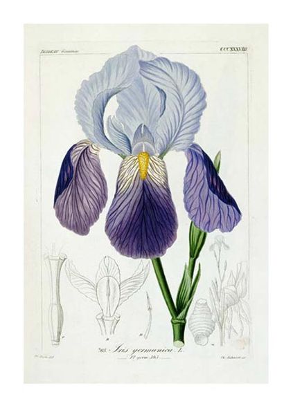H.G.L. Reichenbach Fine Art Open Edition Gicl&eacute;e:"Bearded Iris"