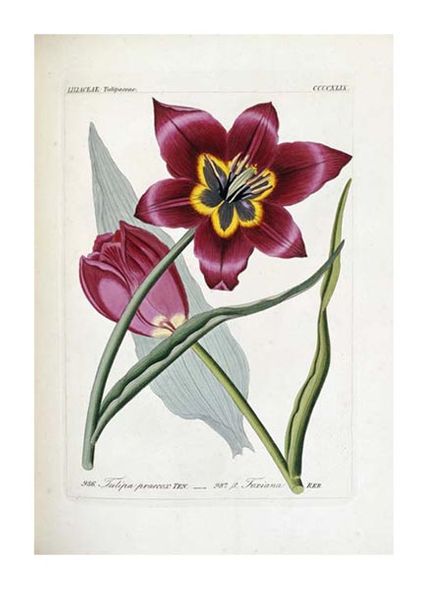 H.G.L. Reichenbach Fine Art Open Edition Gicl&eacute;e:"Tulipa Praecox"