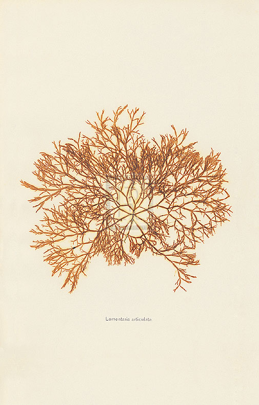 Henry Bradbury Hand Numbered Limited Edition Print on Paper :"Lomentaria Articulata"