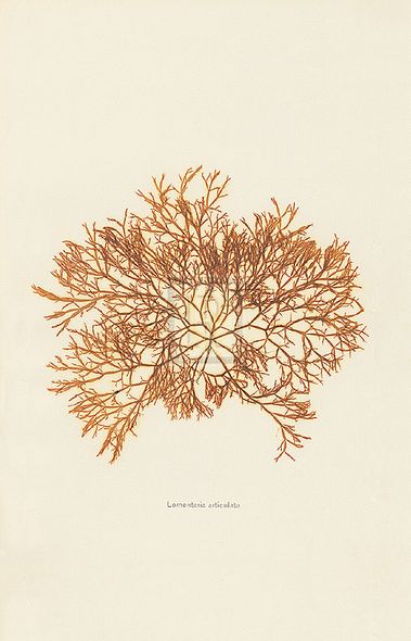 Henry Bradbury Hand Numbered Limited Edition Print on Paper :"Lomentaria Articulata"