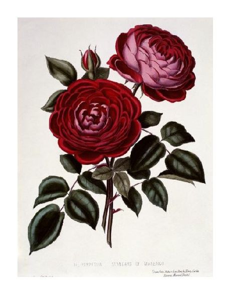 Henry Curtis Fine Art Open Edition Gicl&eacute;e:"H Perpetual, Standard of Marengo"