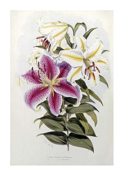 Henry John Elwes Fine Art Open Edition Gicl&eacute;e:"A Monograph of the Genus Lilium"
