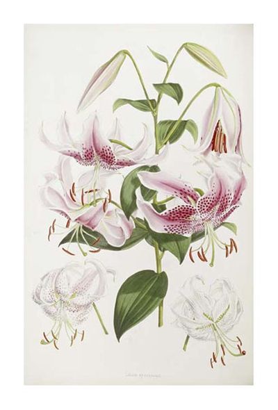 Henry John Elwes Fine Art Open Edition Gicl&eacute;e:"A Monograph of the Genus Lilium"