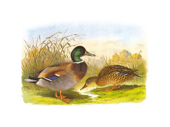 Henry Jones Hand Numbered Limited Edition Print on Paper :"Ducks IV"