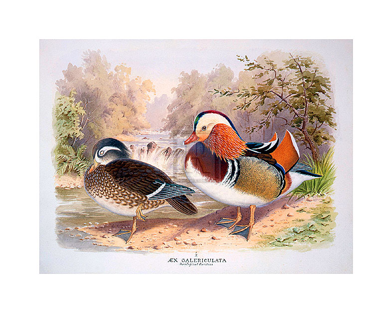 Henry Jones Hand Numbered Limited Edition Print on Paper :"Mandarin"