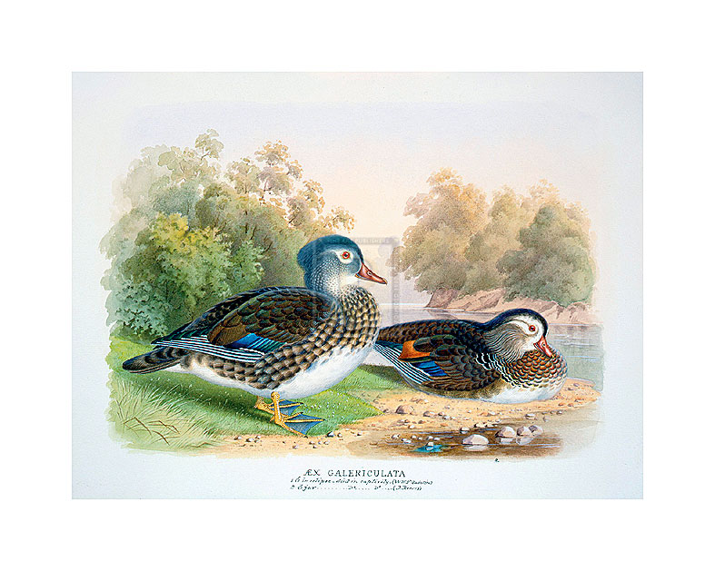 Henry Jones Hand Numbered Limited Edition Print on Paper :"Mandarin Duck II"