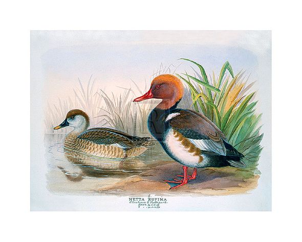 Henry Jones Hand Numbered Limited Edition Print on Paper :"Red Crested Pochard"