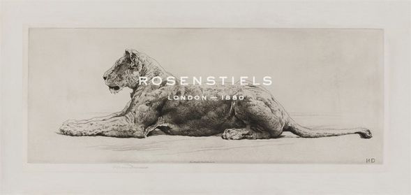 Herbert Dicksee Hand Numbered Limited Edition Print on Paper :"A Lioness"