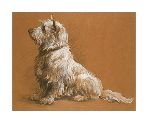Herbert Dicksee Hand Numbered Limited Edition Print on Paper :"Drawing Of A West Highland Terrier"