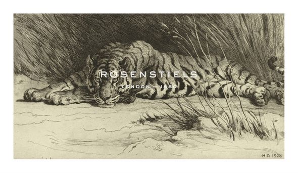 Herbert Dicksee Hand Numbered Limited Edition Print on Paper :"Tiger Resting"