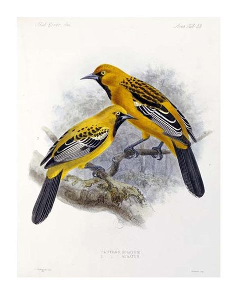 J. G. Keulemans Fine Art Open Edition Giclée:"Ecuadorian Cacique and an Orange Oriole"