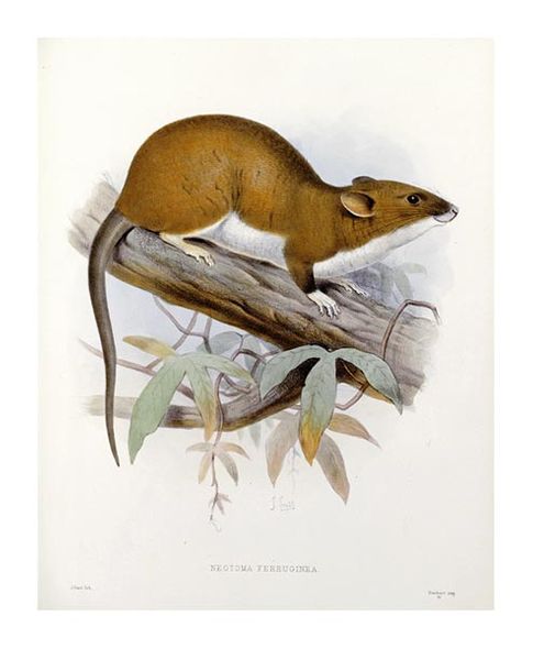 J. G. Keulemans Fine Art Open Edition Gicl&eacute;e:"Nectoma Ferruginea"