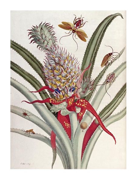 J Mulder Fine Art Open Edition Gicl&eacute;e:"Pineapple (Ananas) with Surinam Insects"