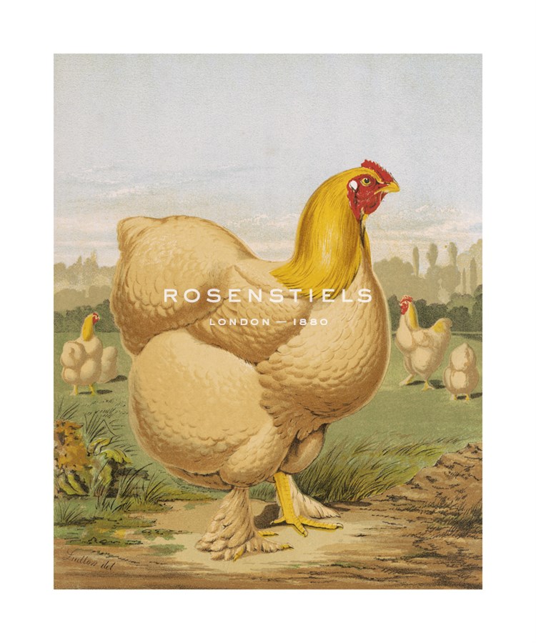 J. W. Ludlow Hand Numbered Limited Edition Print on Paper :"Buff Cochin Hen, "Blossom""
