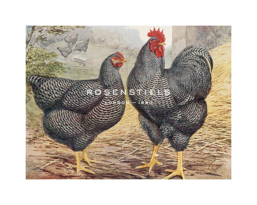J. W. Ludlow Hand Numbered Limited Edition Print on Paper :"Plymouth Rocks"