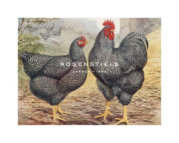 J. W. Ludlow Hand Numbered Limited Edition Print on Paper :"Plymouth Rocks"