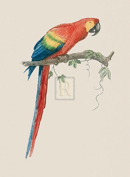 Jacques Barraband Hand Numbered Limited Edition Print on Paper :"Aca Aracanga"