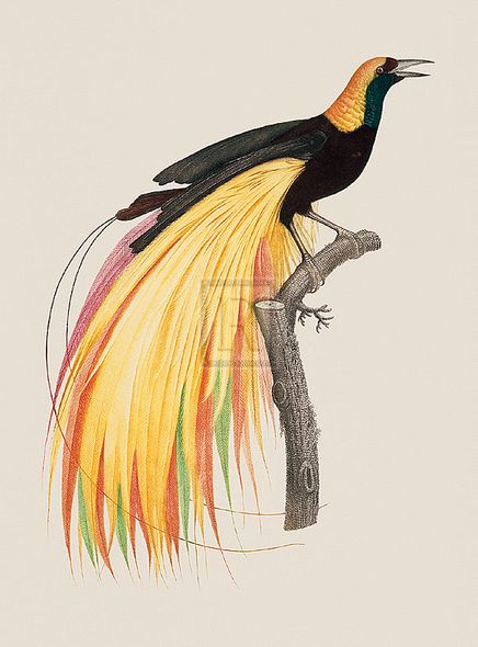 Jacques Barraband Hand Numbered Limited Edition Print on Paper :"Le Grand Oiseau De Paradis Emeraude"