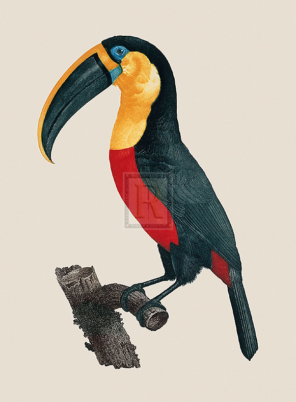 Jacques Barraband Hand Numbered Limited Edition Print on Paper :"Le Grand Toucan"