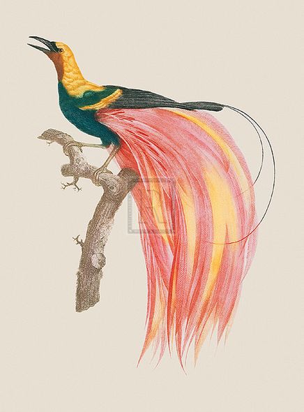 Jacques Barraband Hand Numbered Limited Edition Print on Paper :"Le Petit Paradis Emeraude"