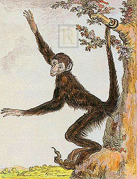 Jacques de Seve Hand Numbered Limited Edition Print on Paper :"Monkey II"