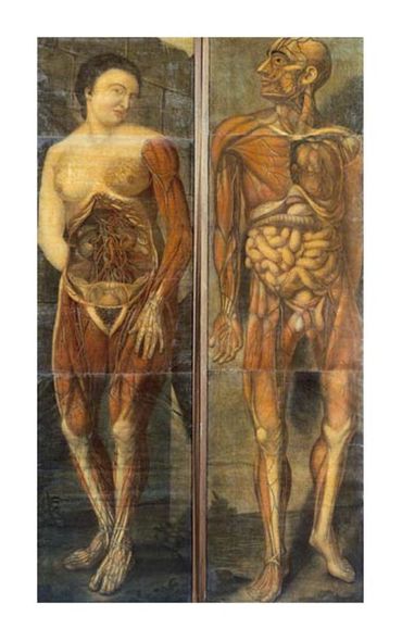 Jacques Fabian Gautier D'agoty Fine Art Open Edition Gicl&eacute;e:"Anatomical Drawings of Male and Female Figures"