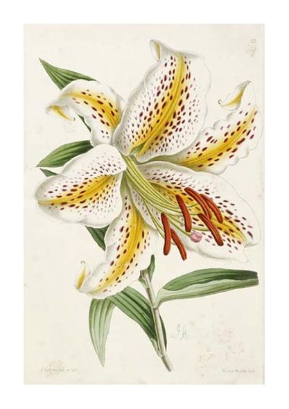 James Andrews Fine Art Open Edition Giclée:"Lily"